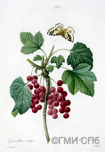 Редуте П.-Ж.       Красная смородина. До 1840